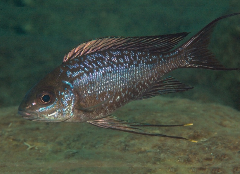 Cyathopharynx sp. 'neon streak' Kalugunga